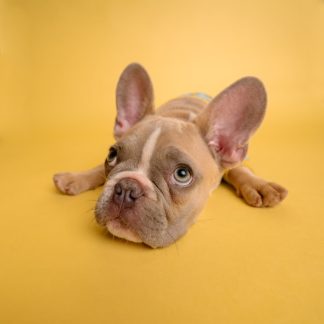 Pet Apparel